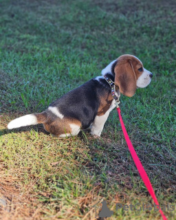 Photos supplémentaires: Deux magnifiques chiots beagle à vendre