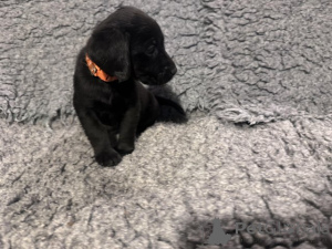 Photo №2 de l'annonce № 166832 de la vente labrador retriever - acheter à La Grande-Bretagne éleveur
