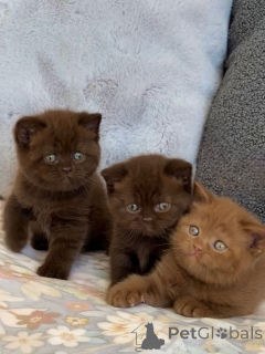 Photo №1. british shorthair - à vendre en ville de Zürich | négocié | Annonce № 175231