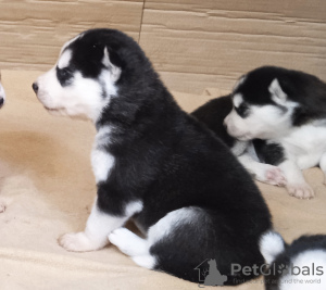 Photos supplémentaires: bébés husky