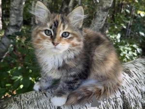 Photo №1. sibérien - à vendre en ville de Strasbourg | négocié | Annonce № 154643