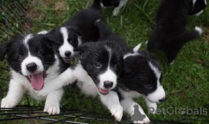 Photo №3. Chiots Border Collie. Belgique