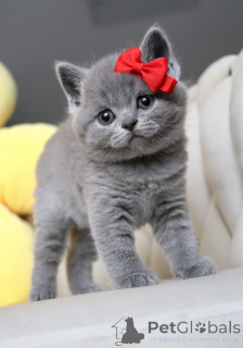 Photo №1. british shorthair - à vendre en ville de Ramstein-Miesenbach | 500€ | Annonce № 164515