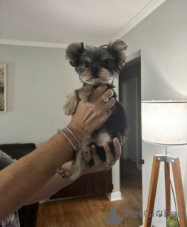 Photo №2 de l'annonce № 174989 de la vente yorkshire terrier - acheter à Allemagne annonce privée