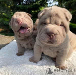 Photo №3. Gut Ausgebildete Sha-Pei-Welpen Zur Vermittlung.. Allemagne