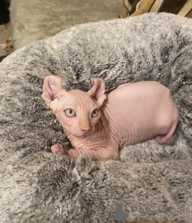 Photo №1. sphynx - à vendre en ville de Newark | négocié | Annonce № 162938