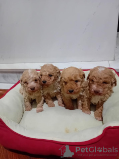 Photos supplémentaires: Chiots Maltipoo