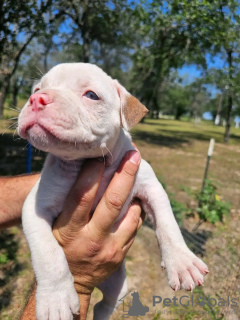 Photo №4. Je vais vendre american bully en ville de Bulandzeni. éleveur - prix - négocié