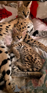 Photo №3. Chat Savannah adulte f0. Fédération de Russie