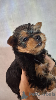 Photo №4. Je vais vendre biewer yorkshire terrier, yorkshire terrier en ville de Tallinn. annonce privée, de la fourrière, éleveur - prix - 650€