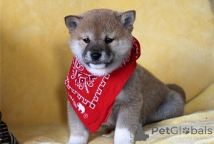 Photo №1. shiba - à vendre en ville de Anvers | négocié | Annonce №170360