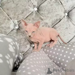 Photo №2 de l'annonce № 167252 de la vente donskoy - acheter à Allemagne annonce privée