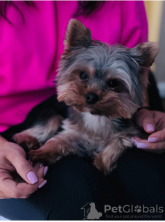 Photo №1. yorkshire terrier - à vendre en ville de Citrus Heights | 2125€ | Annonce №127948