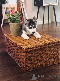 Photo №1. husky de sibérie - à vendre en ville de Hamar | Gratuit | Annonce №95972