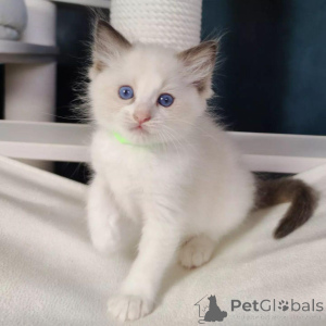 Photo №1. ragdoll - à vendre en ville de Bruxelles | Gratuit | Annonce № 154773
