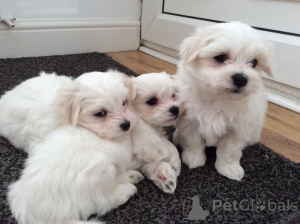 Photo №1. bichon maltais - à vendre en ville de Cologne | 680€ | Annonce №139602
