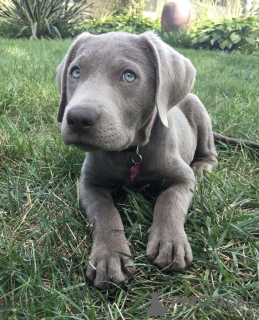 Photo №2 de l'annonce № 105245 de la vente bull terrier - acheter à USA annonce privée, éleveur