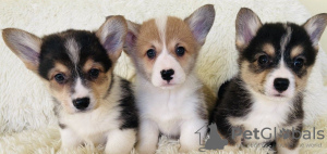 Photo №2 de l'annonce № 98641 de la vente welsh corgi - acheter à Grèce 