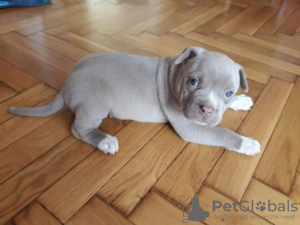 Photo №1. american pit bull terrier - à vendre en ville de Jarmen | Gratuit | Annonce №130214