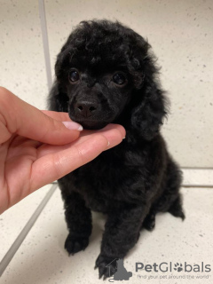 Photos supplémentaires: Chiots caniche toy garçons et filles avec pedigree