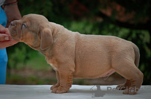 Photos supplémentaires: Chiots tyrans américains