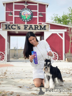 Photo №3. Chiot féminin miniature schnauzer. Serbie