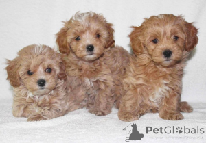 Photo №1. maltipu - à vendre en ville de Californie | 531€ | Annonce №147625