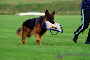 Photo №3. Chiots de berger allemand de race pure. Ukraine
