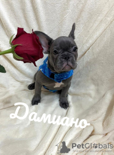 Photo №1. bouledogue - à vendre en ville de Tioumen | 1232€ | Annonce №126386