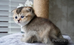 Photo №3. Munchkin-Kätzchen. Allemagne