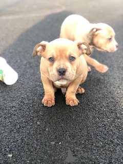 Photo №2 de l'annonce № 173048 de la vente bouledogue américain - acheter à Belgique annonce privée, éleveur