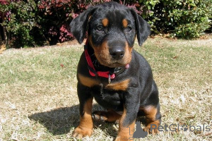 Photo №1. dobermann - à vendre en ville de Feuille | 450€ | Annonce №169436