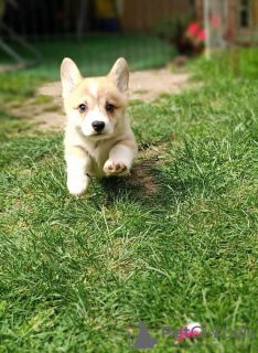 Photo №1. welsh corgi - à vendre en ville de Bačka Topola | négocié | Annonce №105146