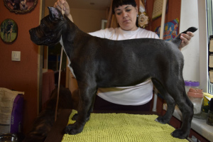 Photo №2 de l'annonce № 2696 de la vente cane corso - acheter à Fédération de Russie de la fourrière, éleveur