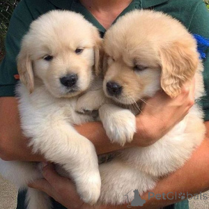 Photo №1. golden retriever - à vendre en ville de Inhabituel | négocié | Annonce №168392