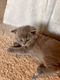 Photo №3. Chat. France