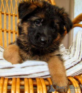 Photos supplémentaires: Chiots berger allemand à poil long