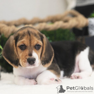 Photo №1. beagle - à vendre en ville de Салоники | 615€ | Annonce №50210