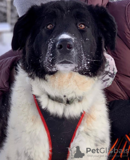 Photo №1. chien bâtard - à vendre en ville de Москва | Gratuit | Annonce №94244