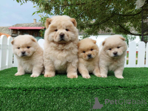 Photo №1. chow-chow - à vendre en ville de Belgrade | négocié | Annonce №139143