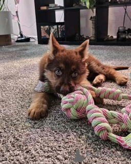 Photo №2 de l'annonce № 137787 de la vente berger allemand - acheter à Allemagne annonce privée, éleveur