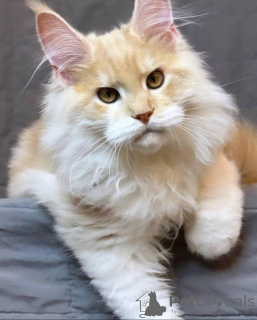 Photo №1. british shorthair - à vendre en ville de Lüneburg | 850€ | Annonce № 132959