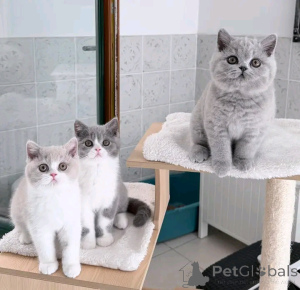 Photo №1. british longhair - à vendre en ville de Arronman de Bruxelles Capital | Gratuit | Annonce № 176726