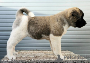 Photo №4. Je vais vendre akita américain en ville de Kraljevo.  - prix - négocié