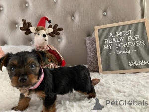 Photo №1. yorkshire terrier - à vendre en ville de Meljine | 750€ | Annonce №163333