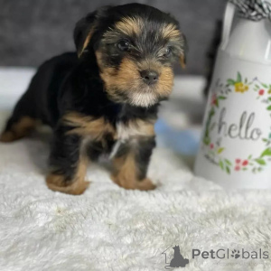 Photo №1. yorkshire terrier - à vendre en ville de Meljine | 750€ | Annonce №163334