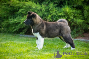 Photo №3. Chiots Akita américains. Ukraine