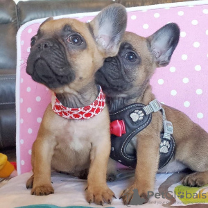 Photo №1. bouledogue - à vendre en ville de Diffin | 379€ | Annonce №111113