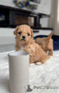 Photo №4. Je vais vendre bichon maltais en ville de Amsterdam. éleveur - prix - négocié