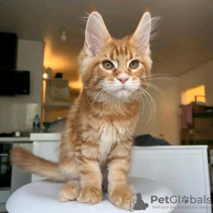 Photo №2 de l'annonce № 118123 de la vente maine coon - acheter à USA annonce privée